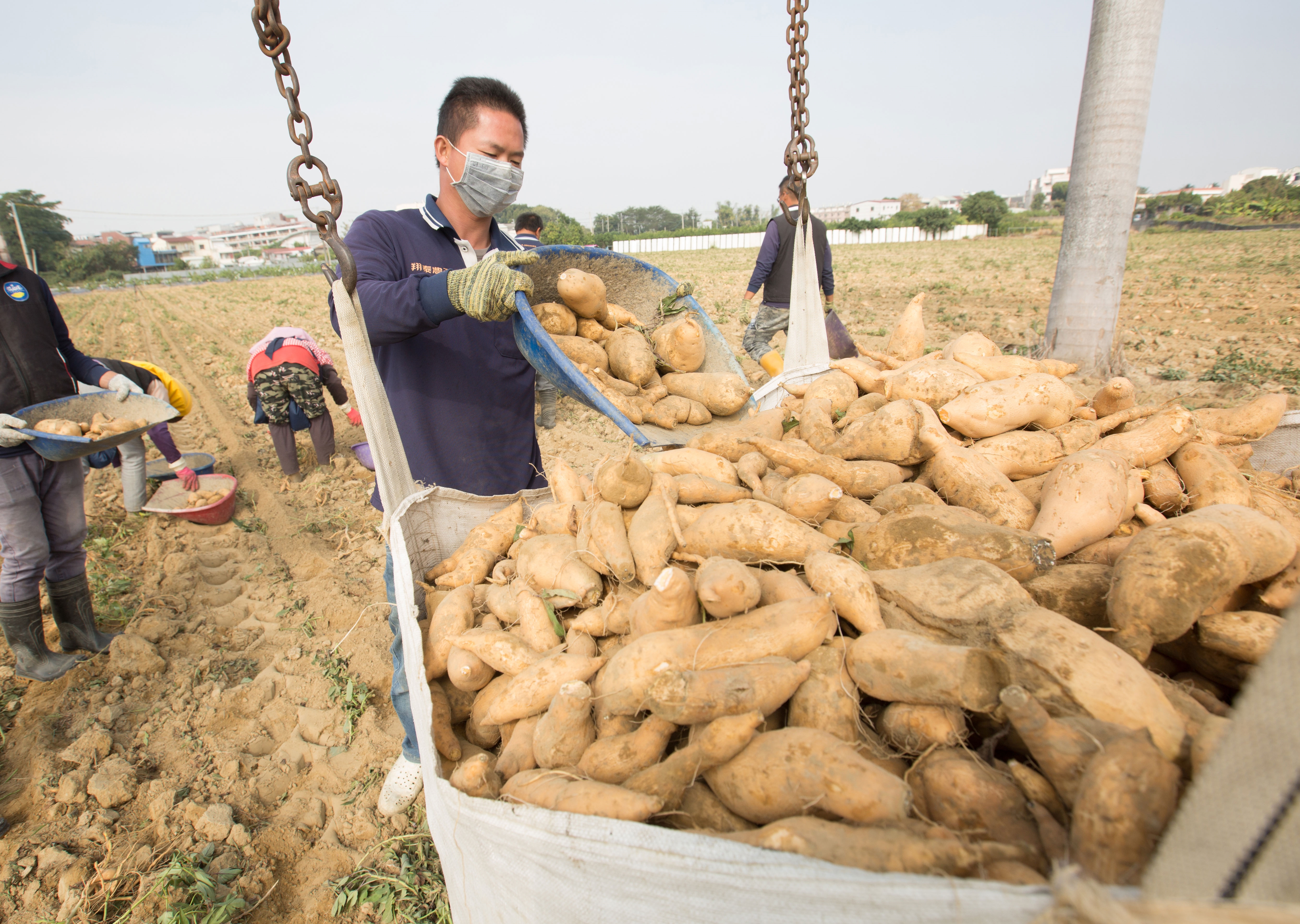 不只檸檬，高雄市政府還與農民簽訂600公頃地瓜契作，統整南台灣其他縣市產量。