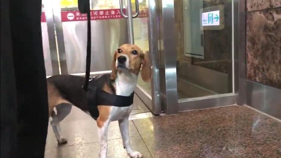 機場防疫犬Jenna值勤被踹,現在更讓牠有膽怯的情況。(翻攝網路)