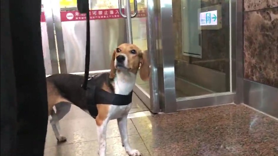 機場防疫犬Jenna值勤被踹，現在更讓牠有膽怯的情況。（翻攝網路）