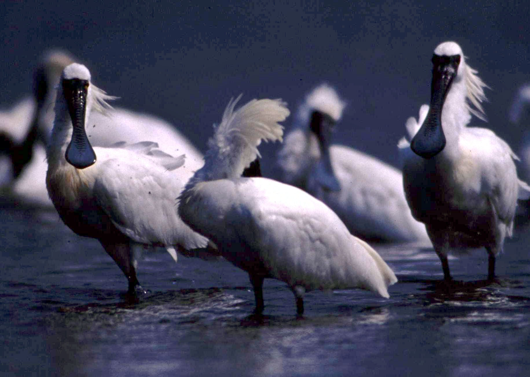 黑面琵鷺自2013年起首次在高雄永安濕地出現群聚過冬，今年記錄到多達175隻，圖為示意圖。（東方IC）