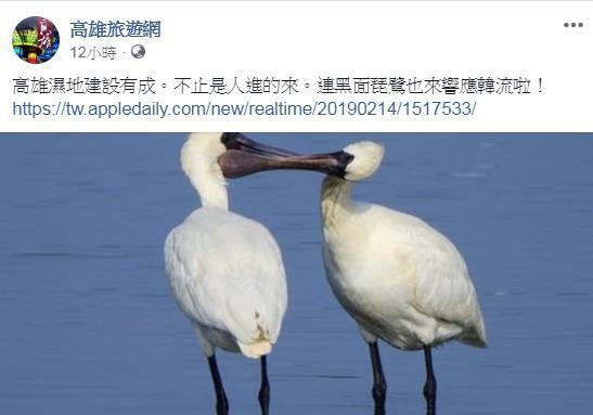 臉書《高雄旅遊網》的小編PO文說連黑面琵鷺也來響應韓流，引起網友不滿。（圖擷自高雄旅遊網臉書）