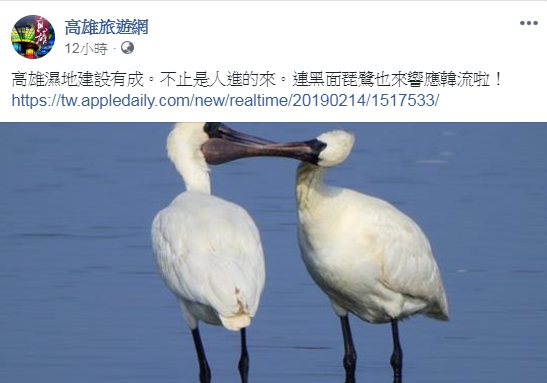 臉書《高雄旅遊網》的小編PO文說連黑面琵鷺也來響應韓流，引起網友不滿。（圖擷自高雄旅遊網臉書）