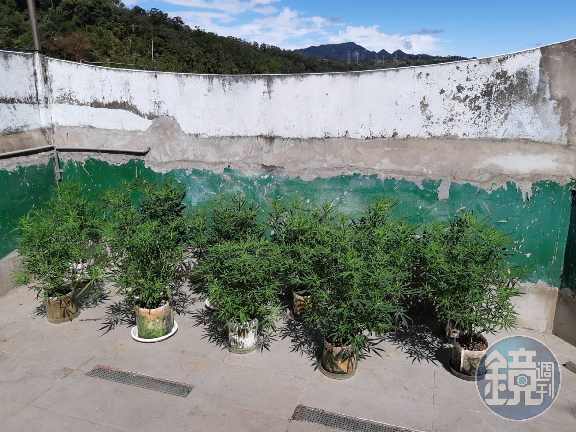 新北市五股區透天厝查扣的大麻活株120株。（刑事局提供）