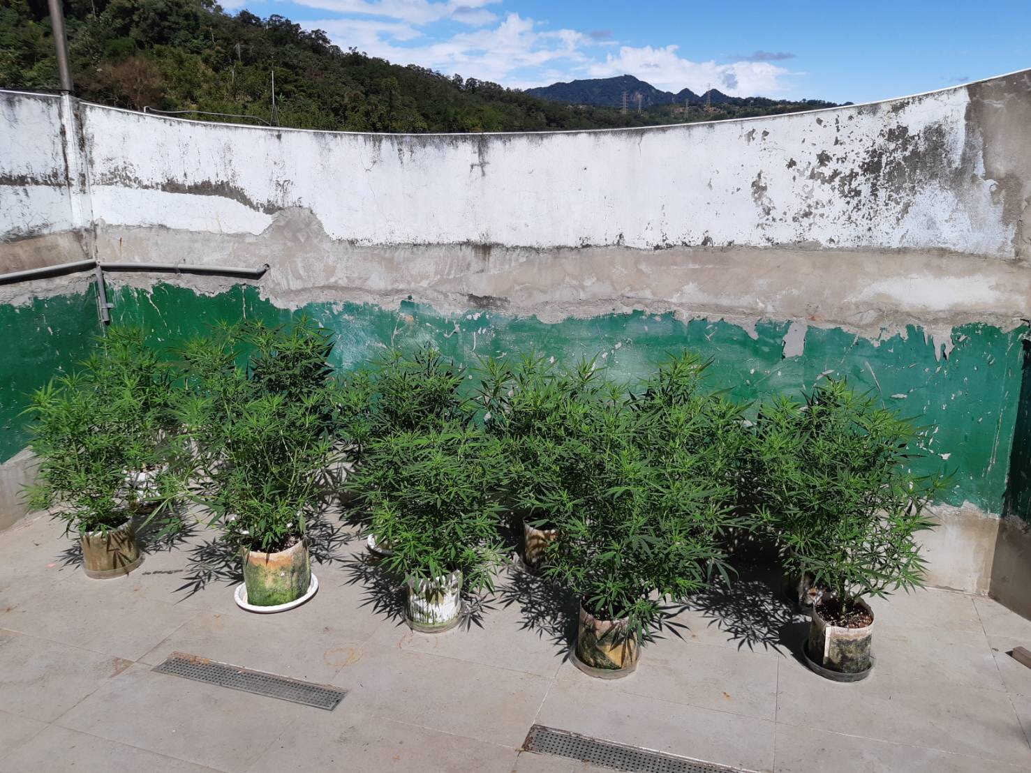 新北市五股區透天厝查扣的大麻活株120株。（刑事局提供）