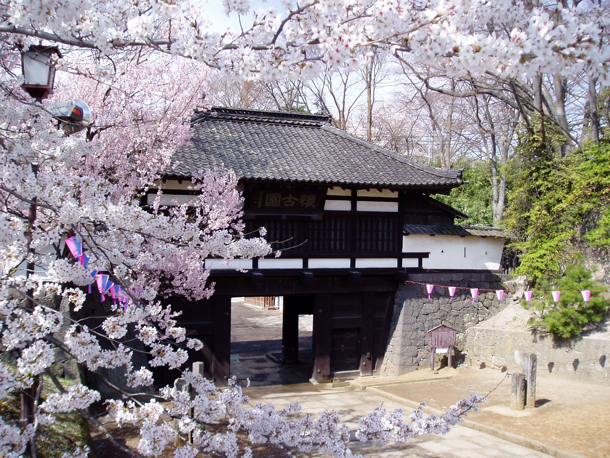 每年4月中旬懷古園內櫻花盛開，非常值得一遊。（小諸觀光局提供）