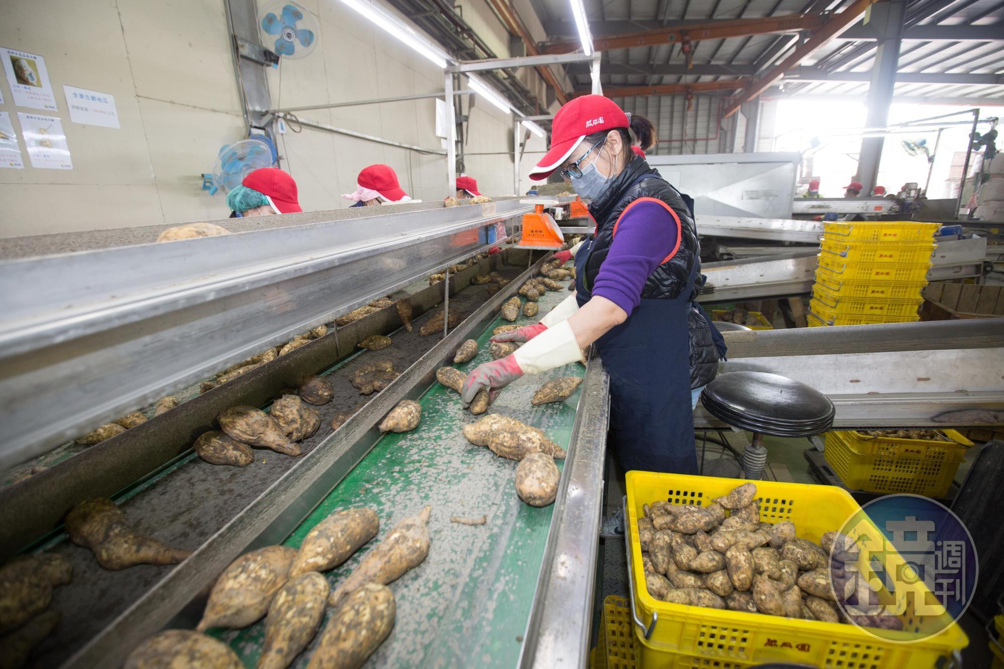 採收後的地瓜得經機器與人工多道分篩處理,才能進一步加工儲存。