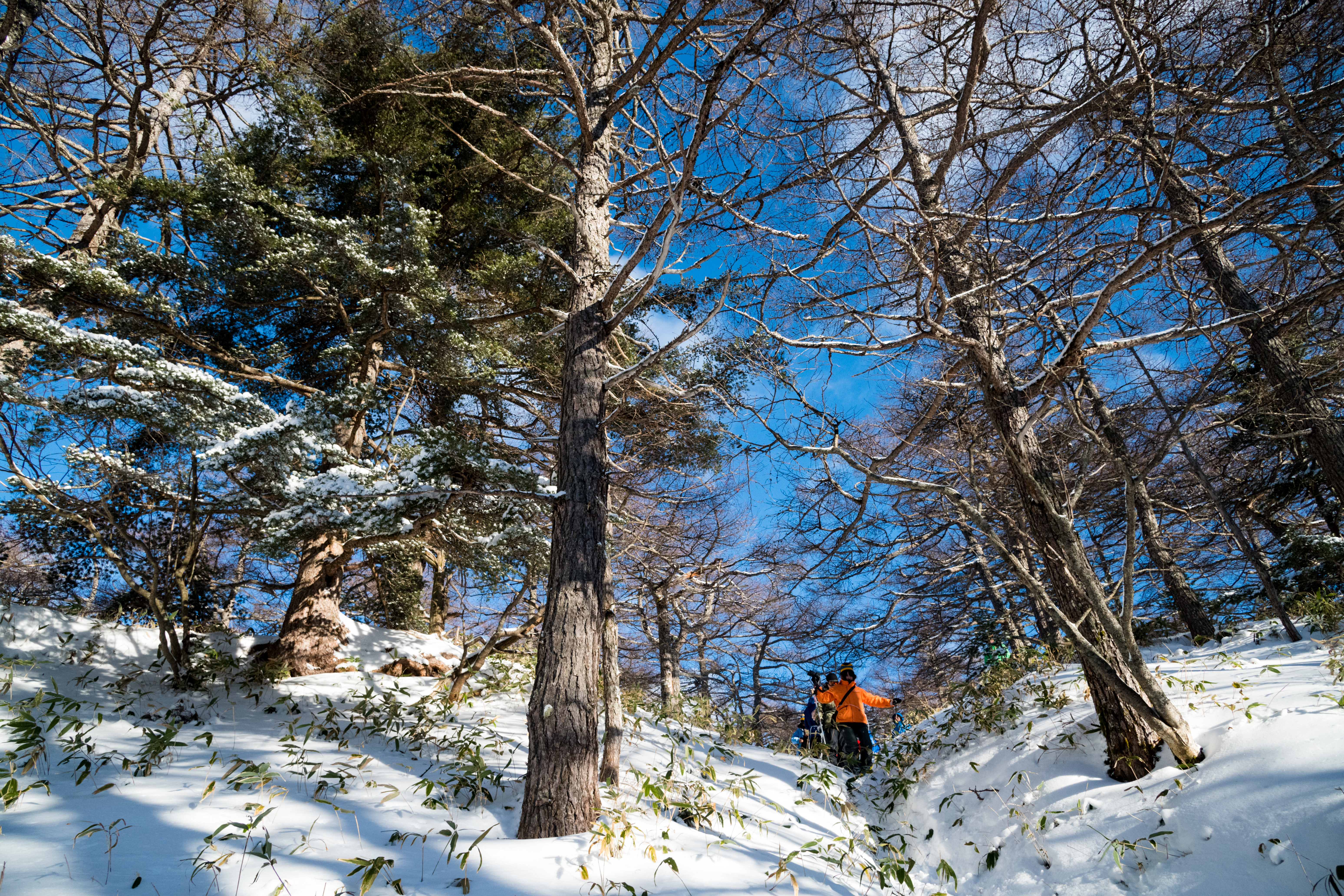 簡單的陡坡，增加雪地健行的刺激程度。
