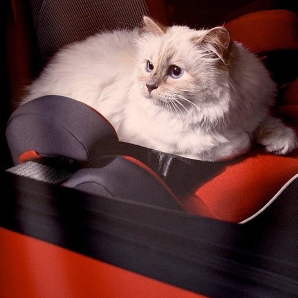 邱比特拉格斐據傳即將繼承老佛爺大部份的遺產。（翻攝choupettesdiary IG）