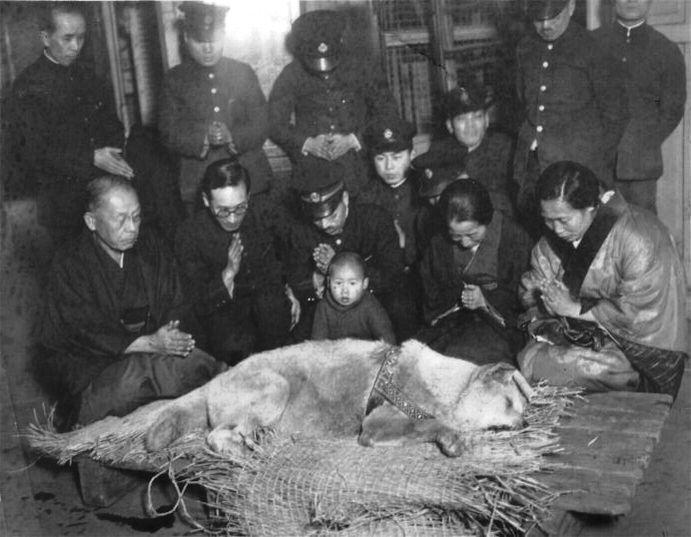 1935年3月忠犬八公過世當天,遺體被搬進澀谷車站,飼主上野教授的家屬隨侍在側雙手合十。(翻攝自維基百科)