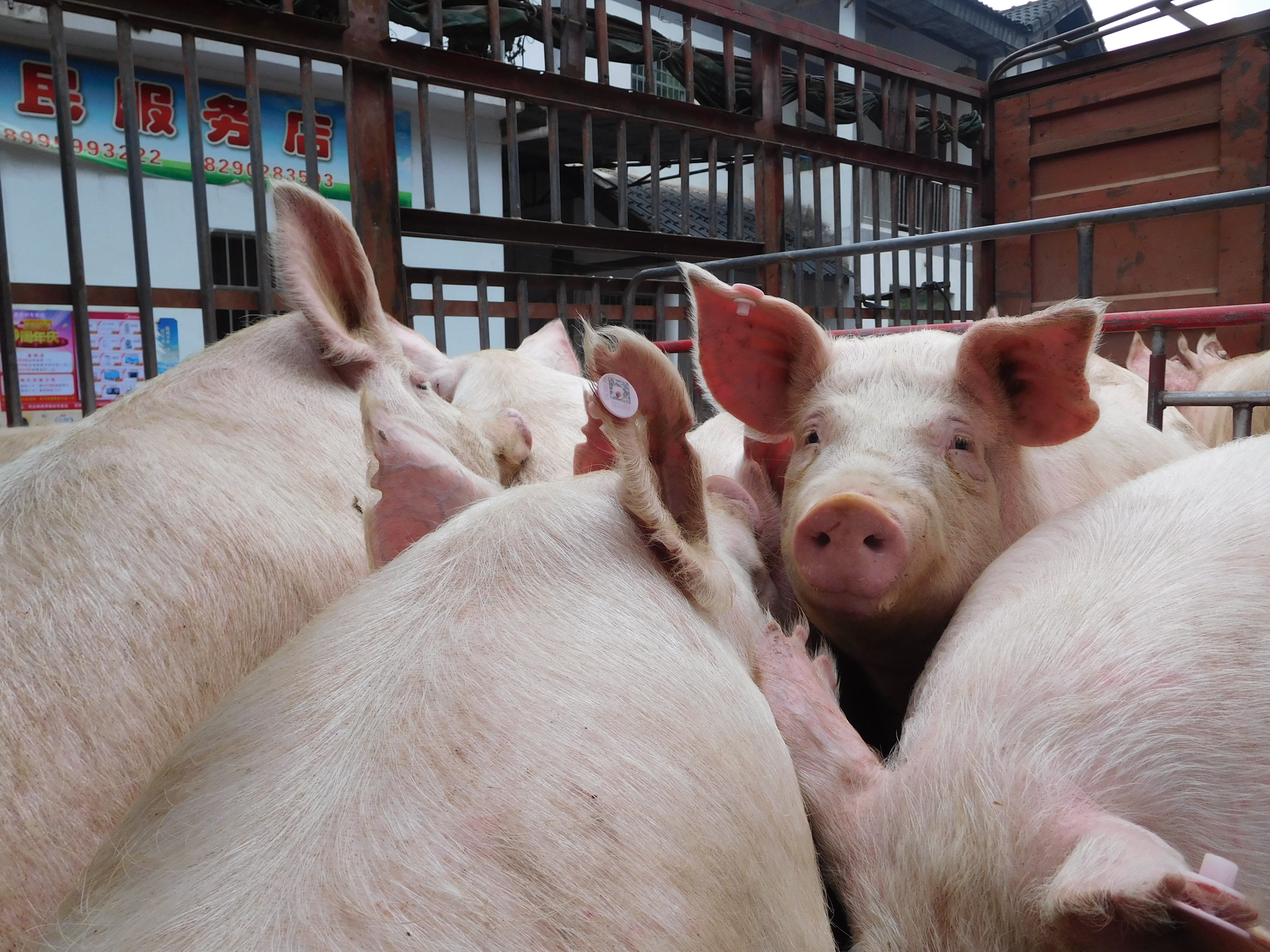 非洲豬瘟疫情蔓延，也為中國推動智能農場帶來契機。（東方IC）