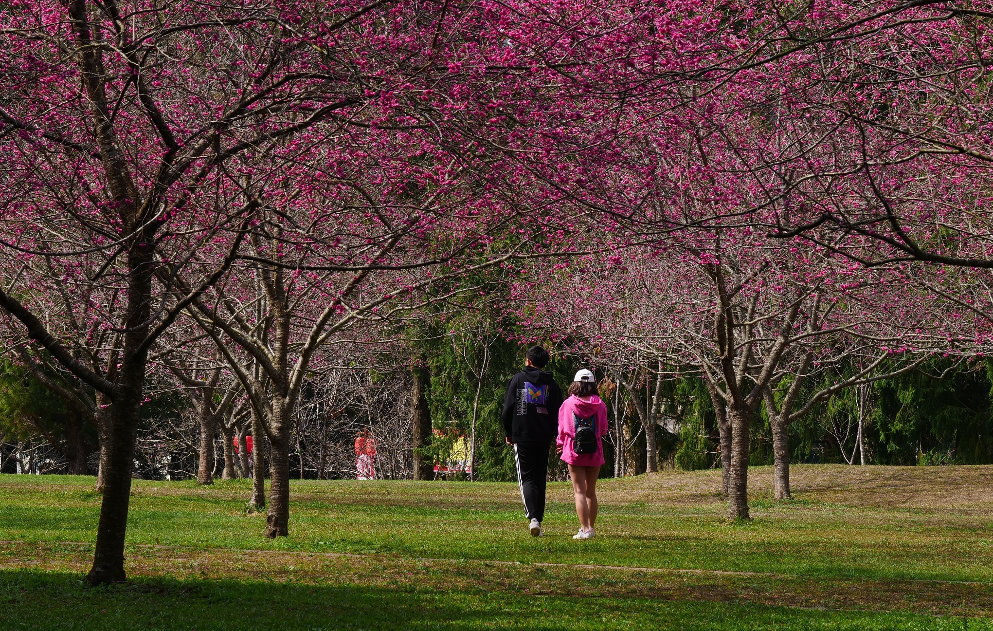 遊客漫步於盛開的櫻花林，浪漫滿分。 