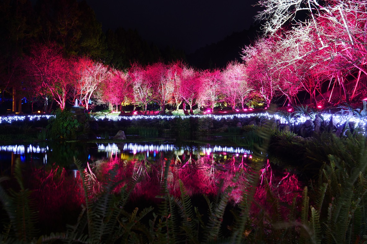 九族櫻花祭期間有夜間賞櫻活動，搭配燈光音樂別具浪漫。