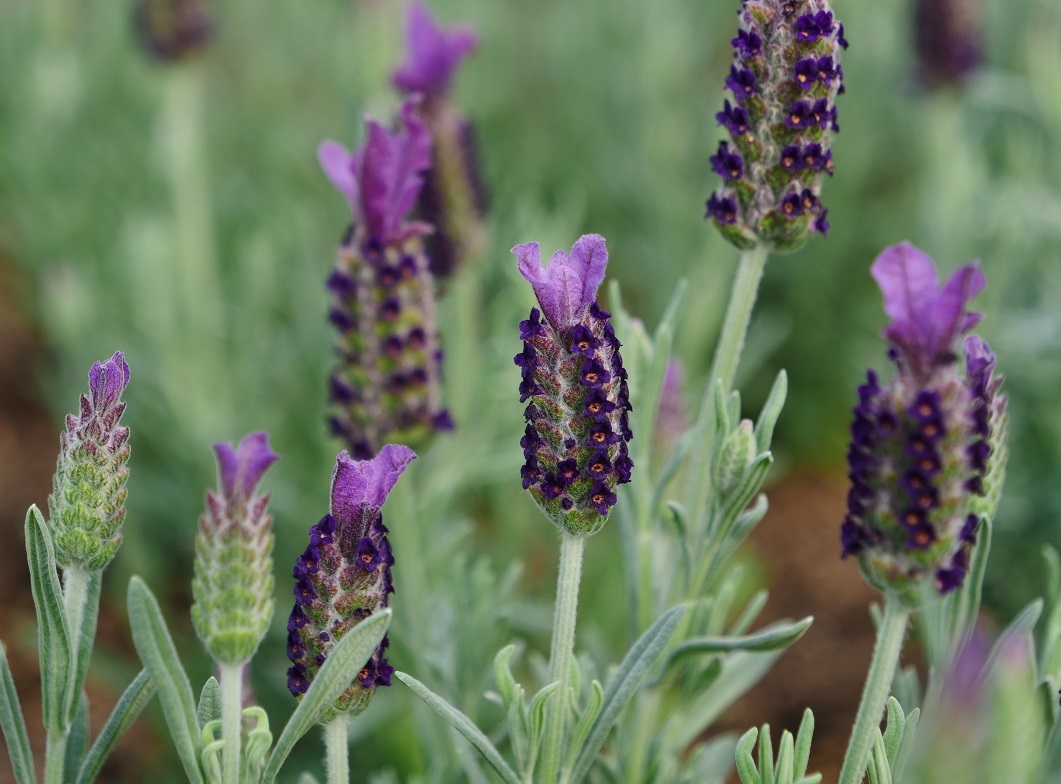 3月11日起將由「紫戀薰衣草」花季登場。