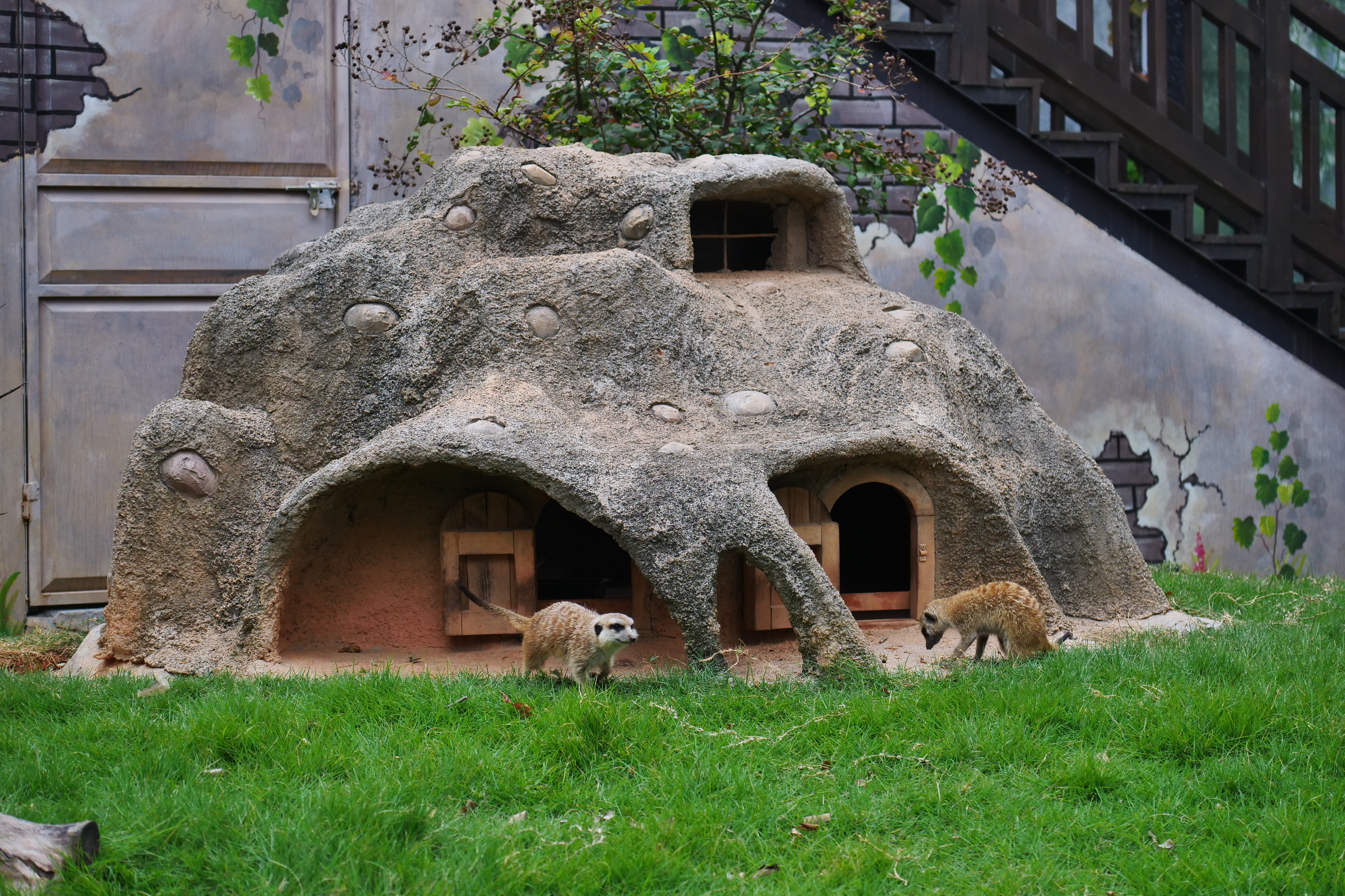 彷彿住在高地小城堡的狐獴，可愛極了。