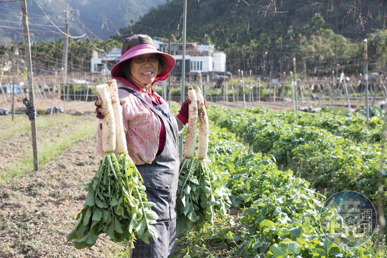「日潭小舖」負責照顧作物的美珠說，這次採收的白玉蘿蔔很甘甜細緻。