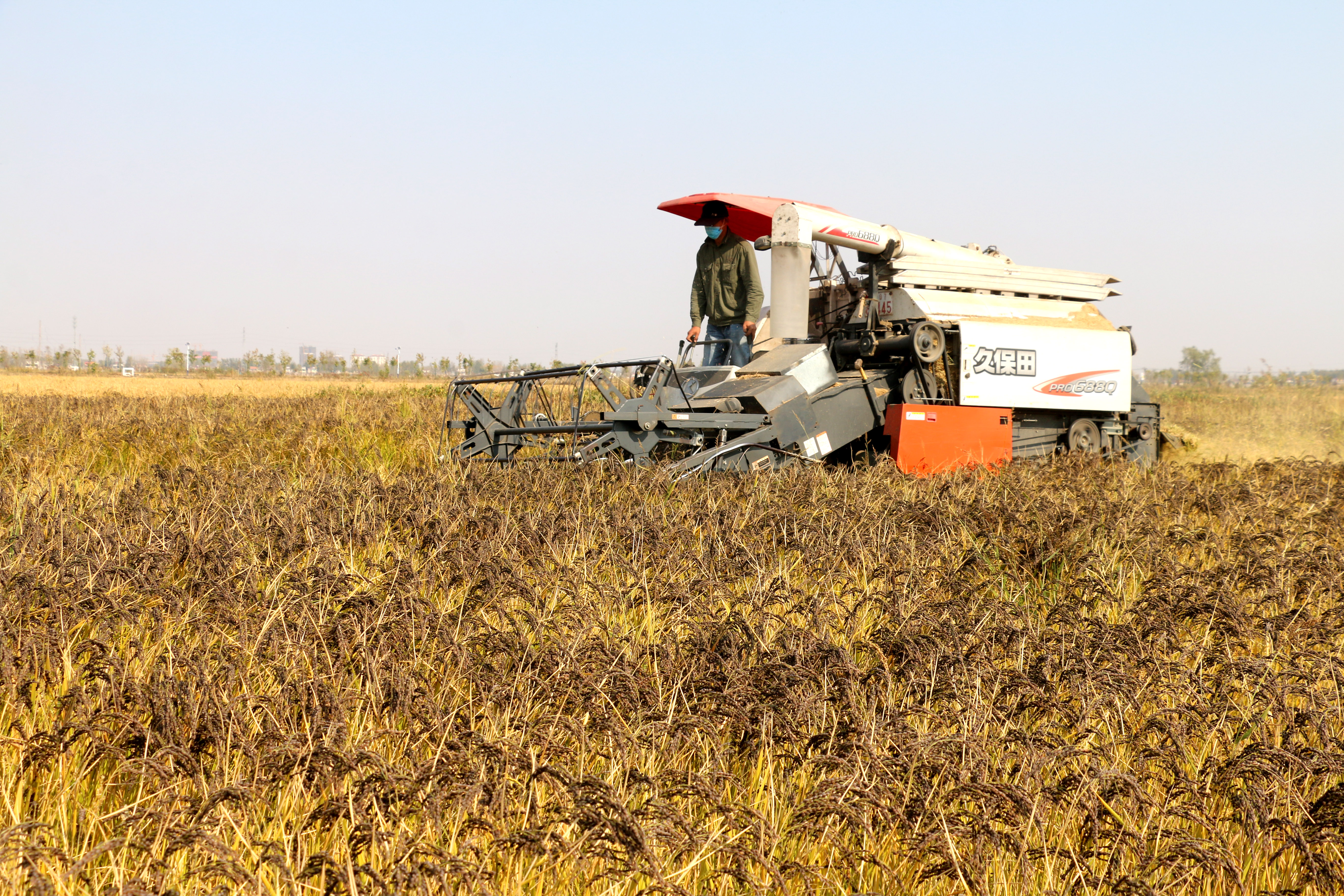 美國指控中國對小麥、稻米和玉米的農業補貼超過世貿組織規範。（東方IC）