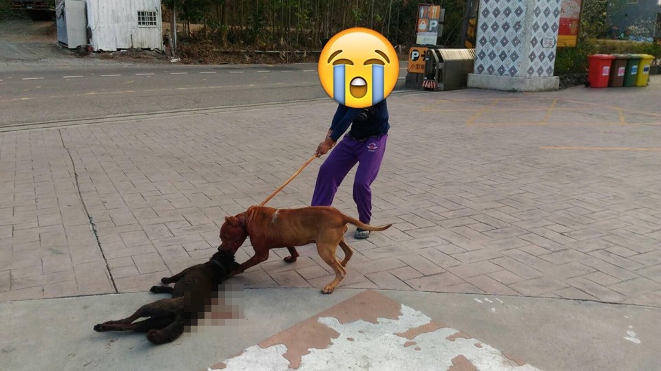 比特犬咬住小黑脖子不放，小黑則無力反抗。（翻攝臉書）
