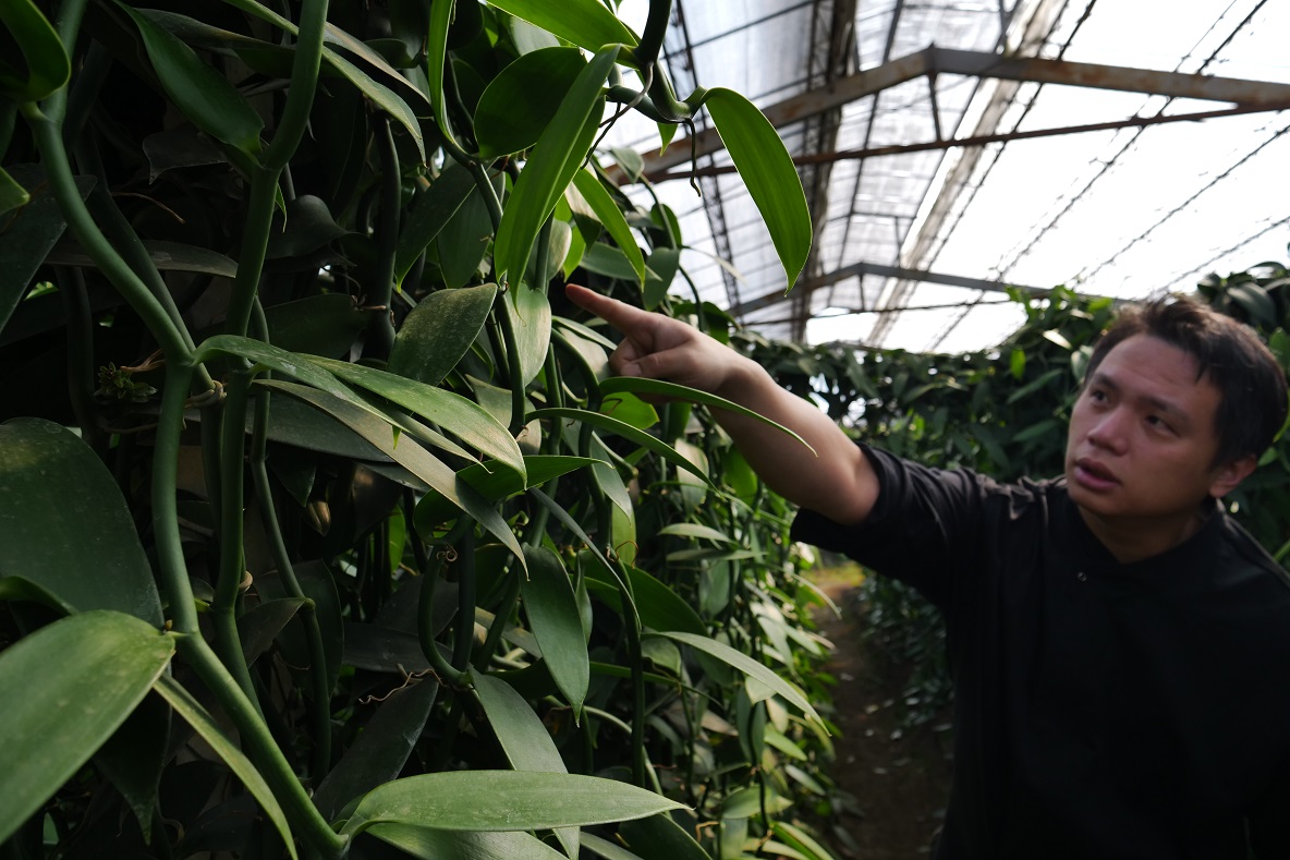 「香草騎士」老闆味正琳7年前投入香莢蘭的種植。
