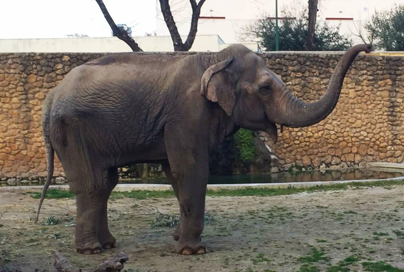 得年47歲的Flavia，3歲離開夥伴後便再也沒有見過同類，在動物園所見的都是人，最後抑鬱而終。（圖取自Zoo de Córdoba臉書）