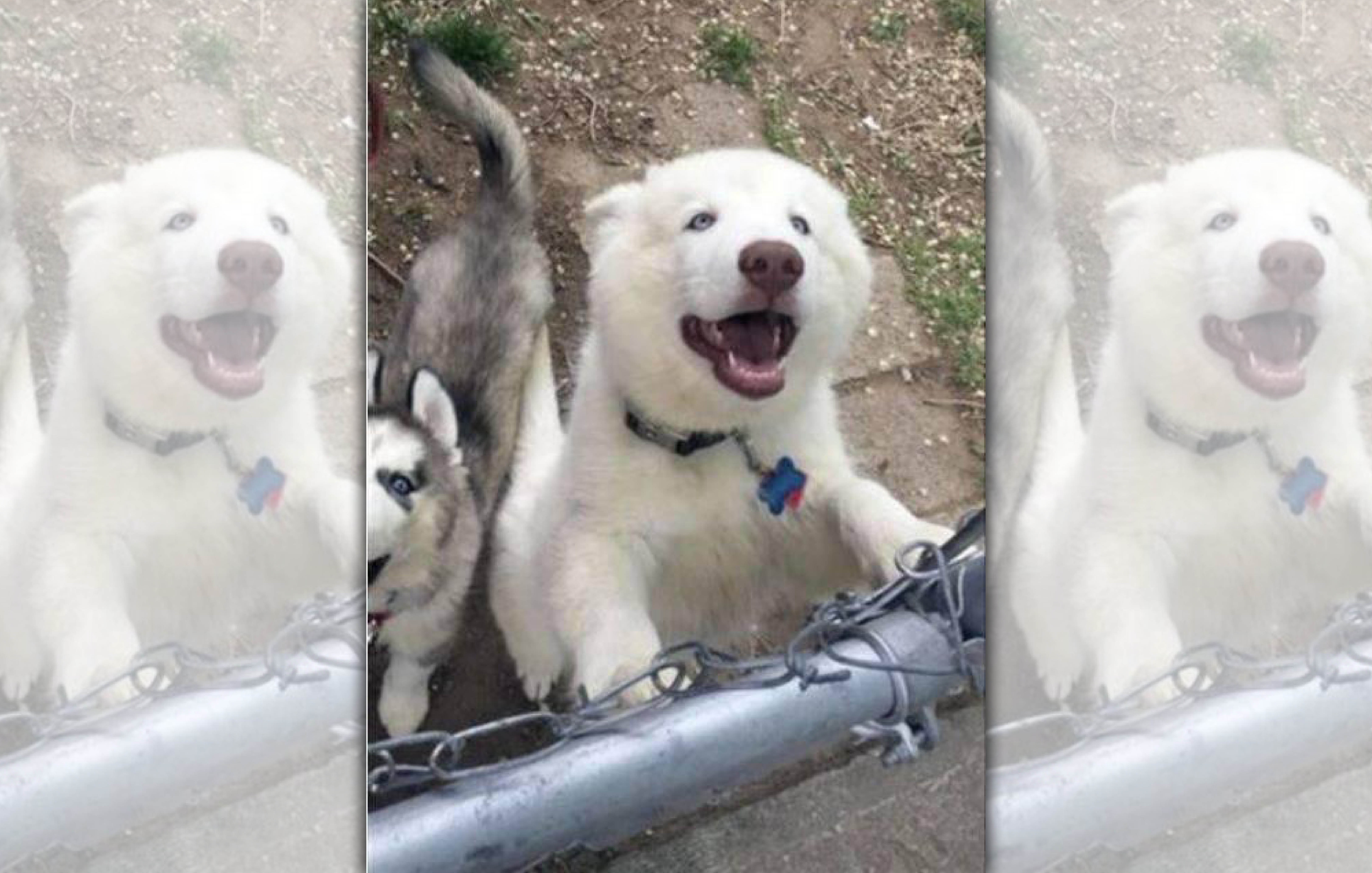 美國猶他州一隻哈士奇因誤咬傷男童，恐遭安樂死，網友為此發起請願。（翻攝自thepetitionsite）