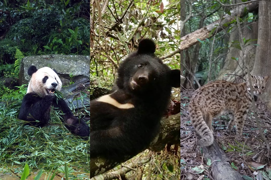 農委會主委陳吉仲表示，高雄是否能接收熊貓還須經過林務局審核，但比較大熊貓台灣還有許多保育動物需要關心與照顧。（圖取自台灣黑熊保育協會、台灣石虎保育協會、東方IC）