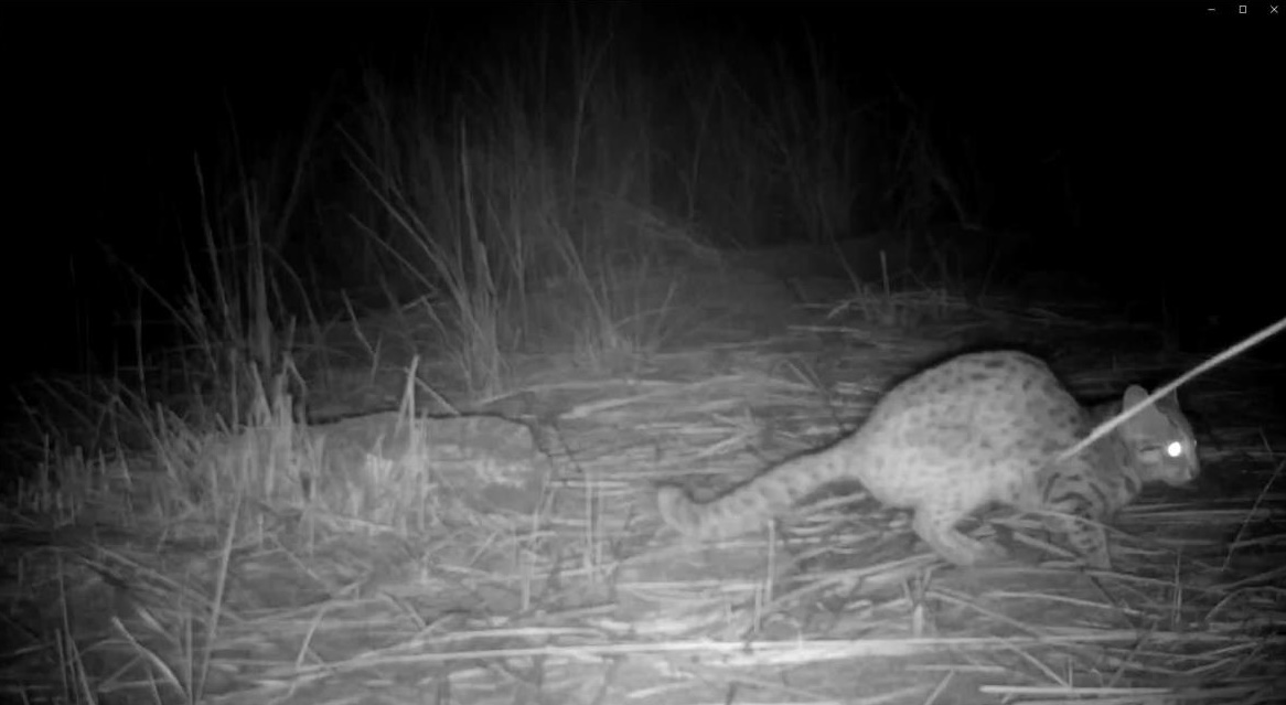 苗140縣道拍到石虎在夜間現蹤，更在大安溪床上留下排遺。（苗栗縣政府農業處提供）