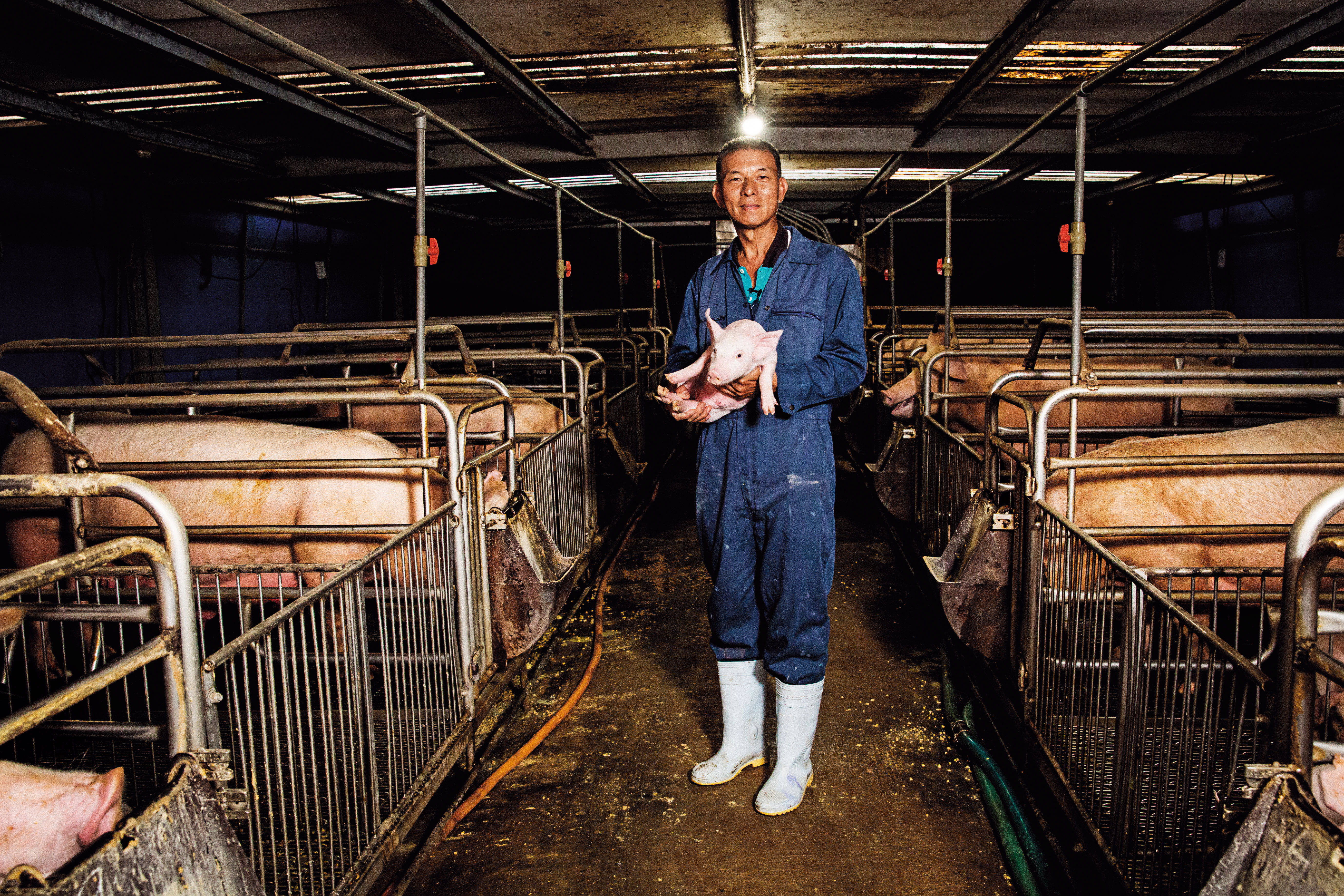 蘇鵬養豬40年，口蹄疫前多做外銷日本生意，口蹄疫後等於砍掉重練。他說台灣地小，防疫應該視全國為「一個場」，畢竟只要一個豬場淪陷，全國都視為疫區。