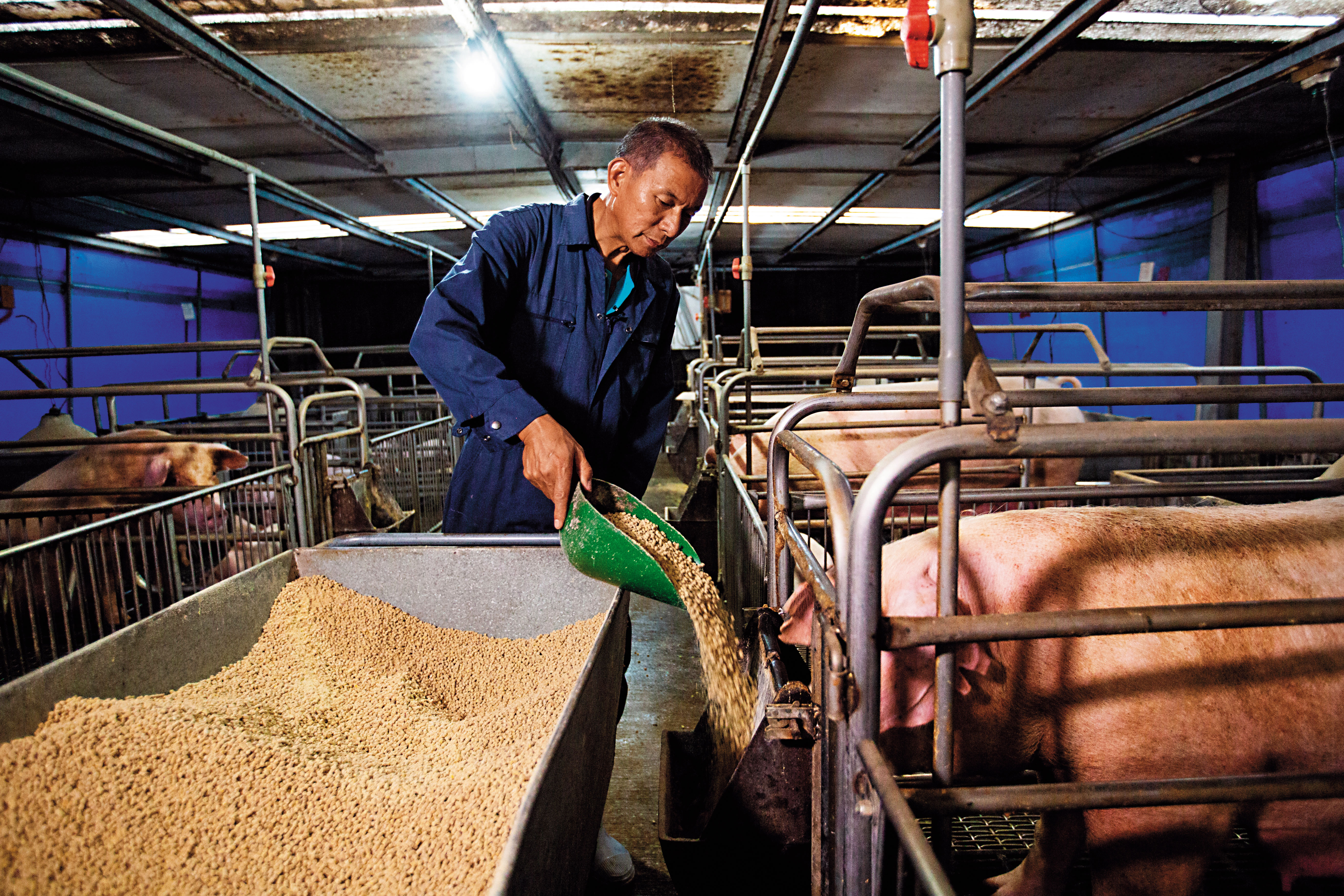 蘇鵬考慮再三才帶我們穿著防護衣進入豬場拍攝。非洲豬瘟兵臨城下，他說現在進出豬場都要消毒，每天固定消毒的頻率也增加。