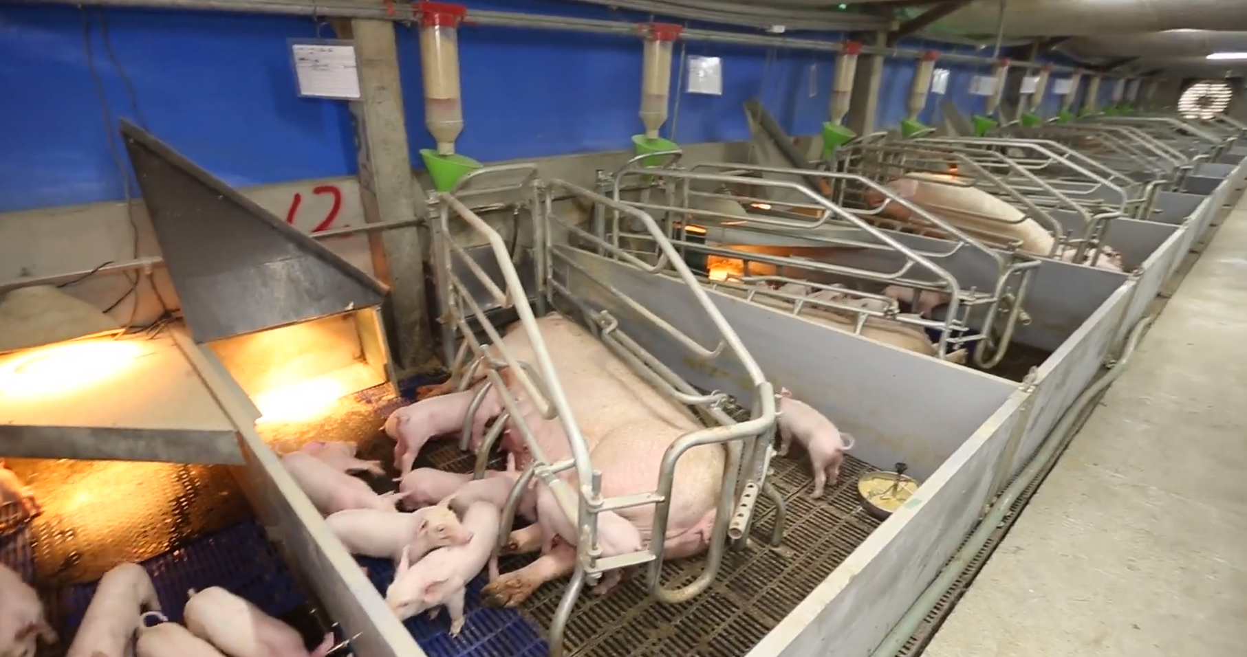 吳昆民的祥圃實業的養豬場，讓母豬使用丹麥規格的「自由個別欄」，可以自由進出，是台灣少數獲得動社認可的友善農場。（祥圃實業提供）