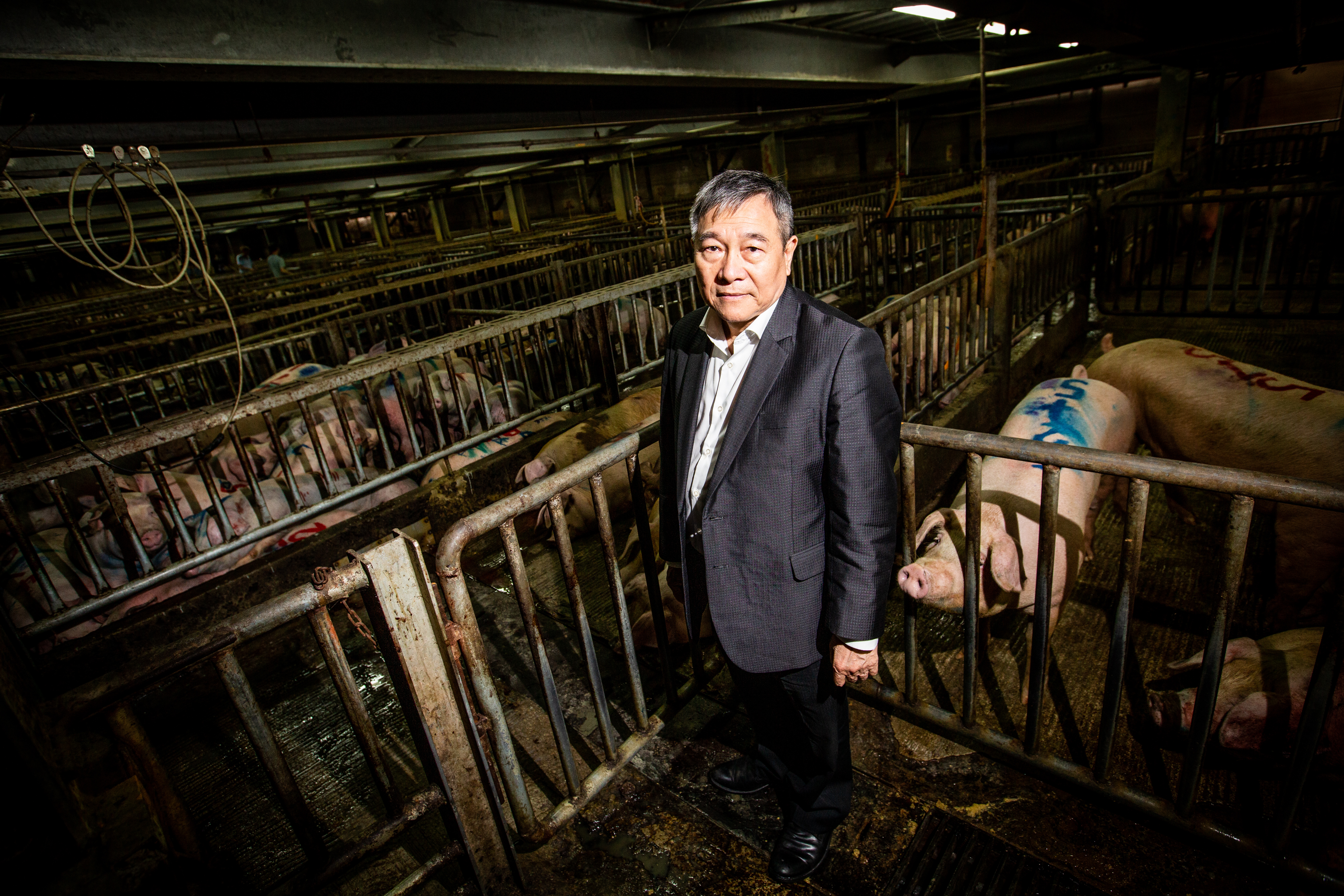 陳國訓的公司設在拍賣場附近，買完豬肉，直接運到自家屠宰場。圖為豬在電宰前的最後一站，豬的身上已有拍賣過程被註記的各種標號。