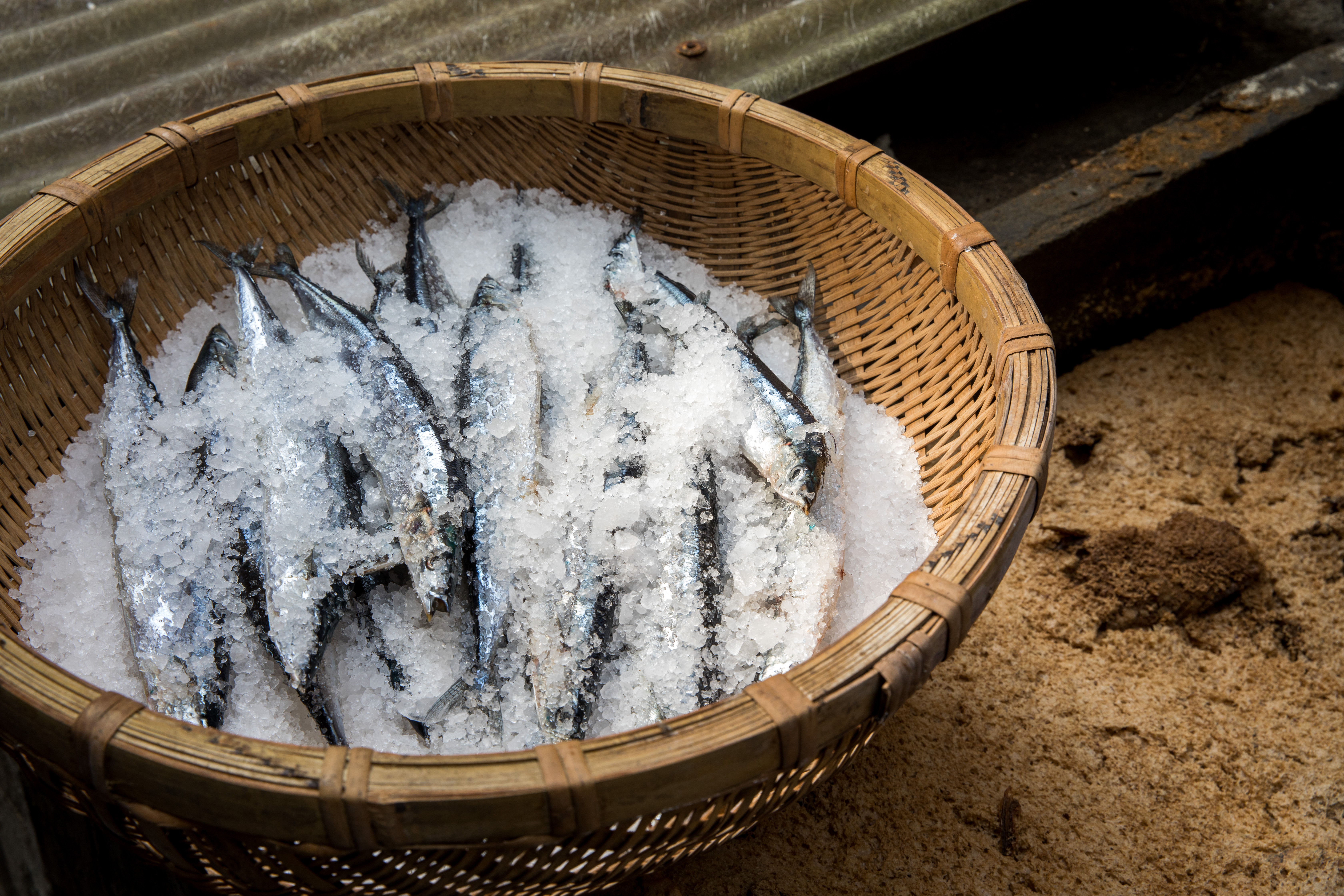 三重的「民星食品廠」使用新鮮沙丁魚或鯖魚製作魚露。