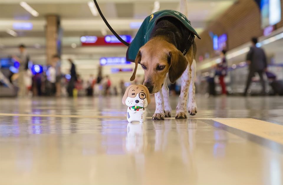 桃園機場傳出有旅客不滿檢疫犬的嗅聞防疫作業，憤而用推車重擊犬隻，更出手打領犬員。（圖為示意圖，非當事犬隻。）（圖取自桃園國際機場臉書）