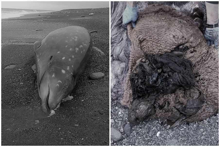 上週五（15日）花蓮發現一頭柯氏喙鯨死亡個體，胃中發現許多塑膠袋、麻布袋，腹中還有胎兒一屍兩命。（翻攝自海洋委員會海洋保育署臉書）