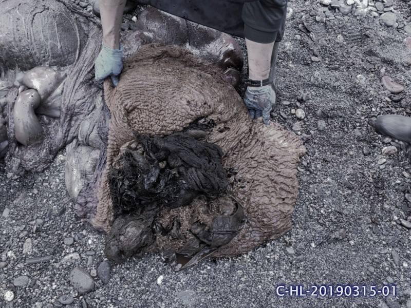 花蓮岸邊一頭死亡的柯氏喙鯨胃中有許多人造垃圾，體內還懷有一隻165公分的胎兒（圖片左上）。（翻攝自海洋委員會海洋保育署臉書）