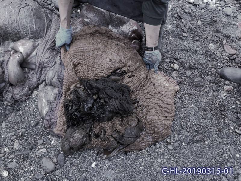 花蓮岸邊一頭死亡的柯氏喙鯨胃中有許多人造垃圾，體內還懷有一隻165公分的胎兒（圖片左上）。（翻攝自海洋委員會海洋保育署臉書）
