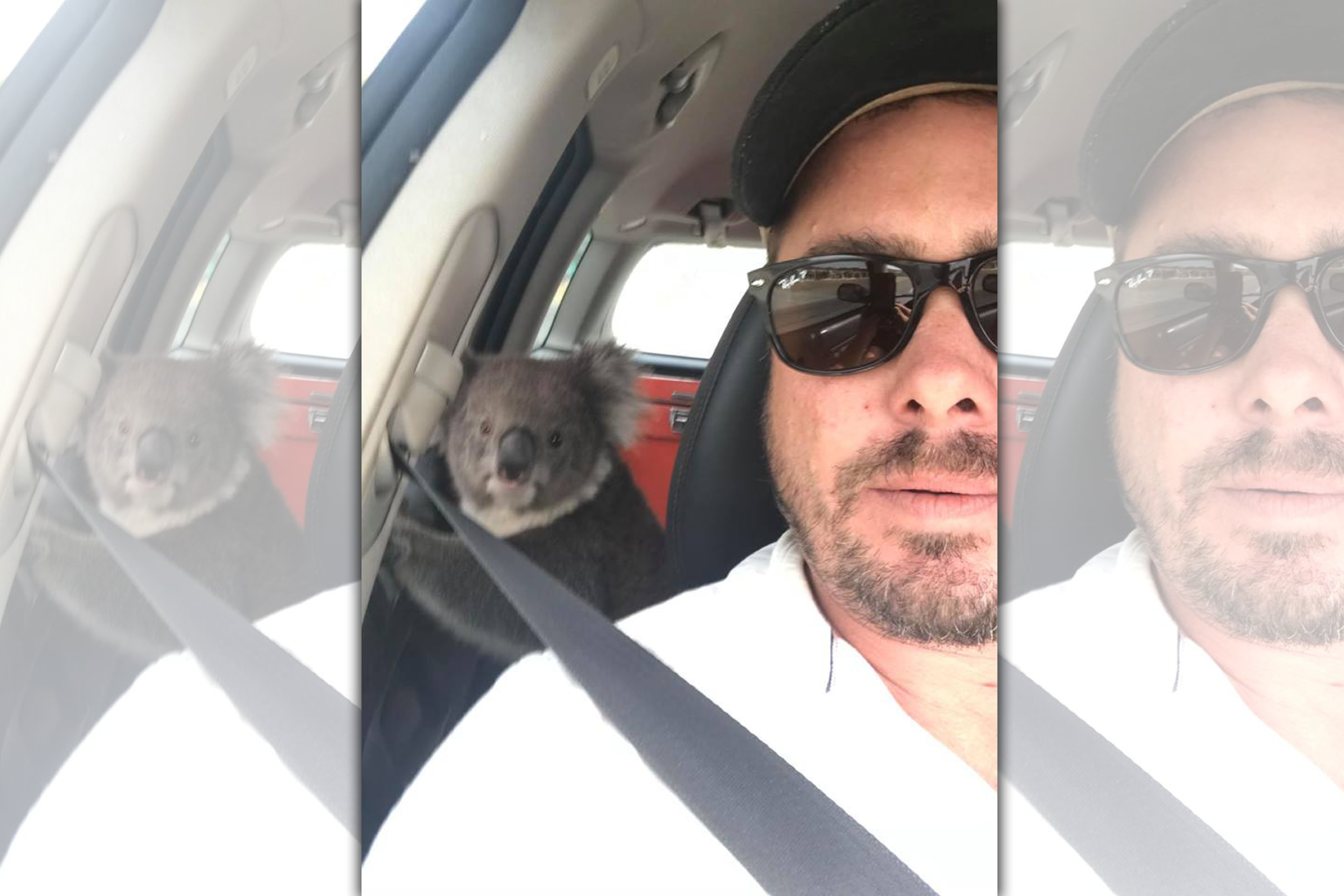 澳洲有一名釀酒師在車上發現有一隻無尾熊爬進他的車內吹冷氣。（翻攝自Tim Whitrow臉書）