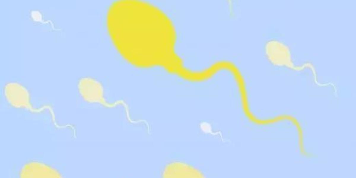 精子（來源：麻省理工科技評論）