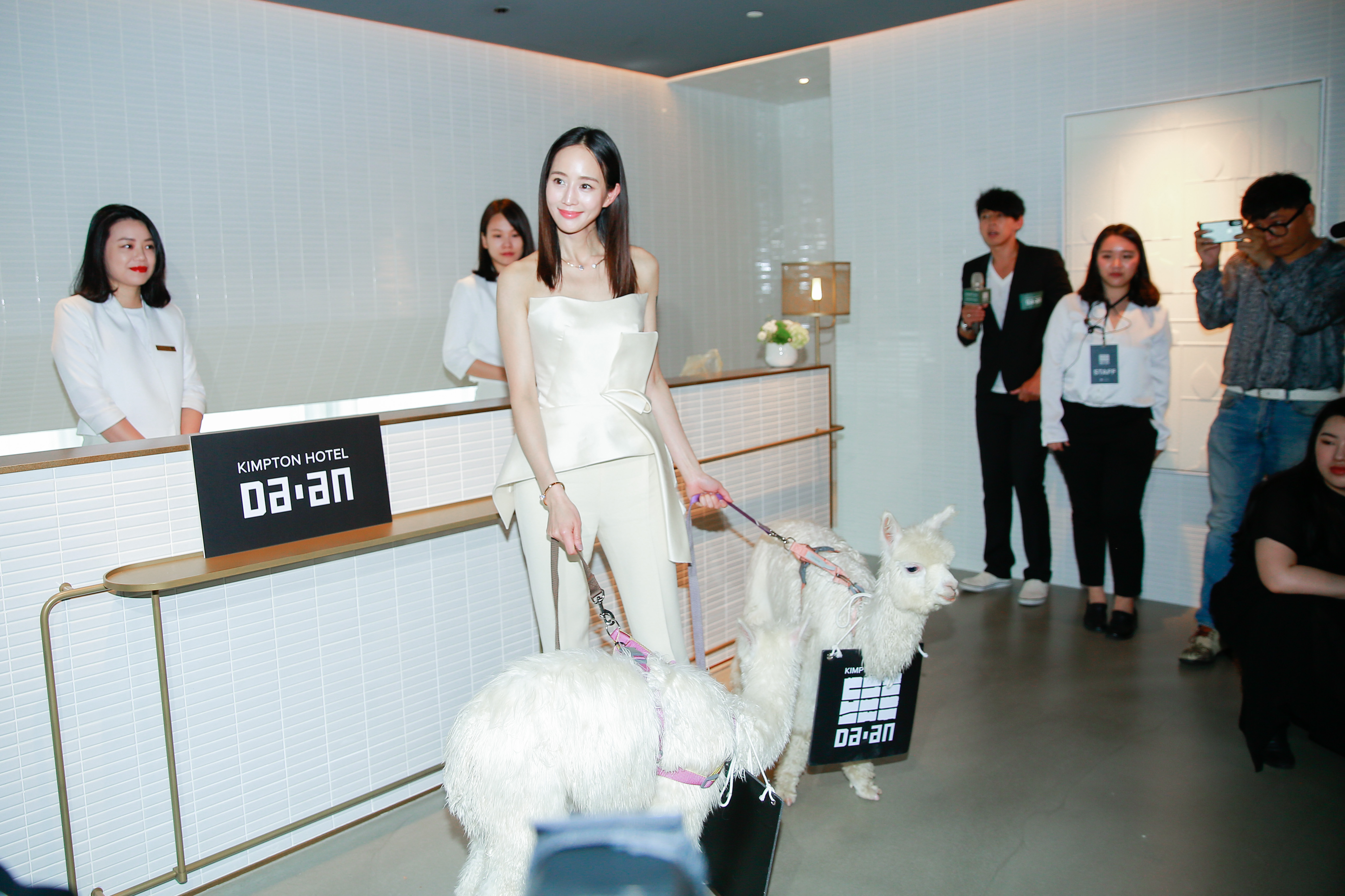 該飯店號稱「寵物友善飯店」，只要電梯能裝得下的都歡迎旅客帶進來，因此張鈞甯也牽著兩隻羊駝check in。