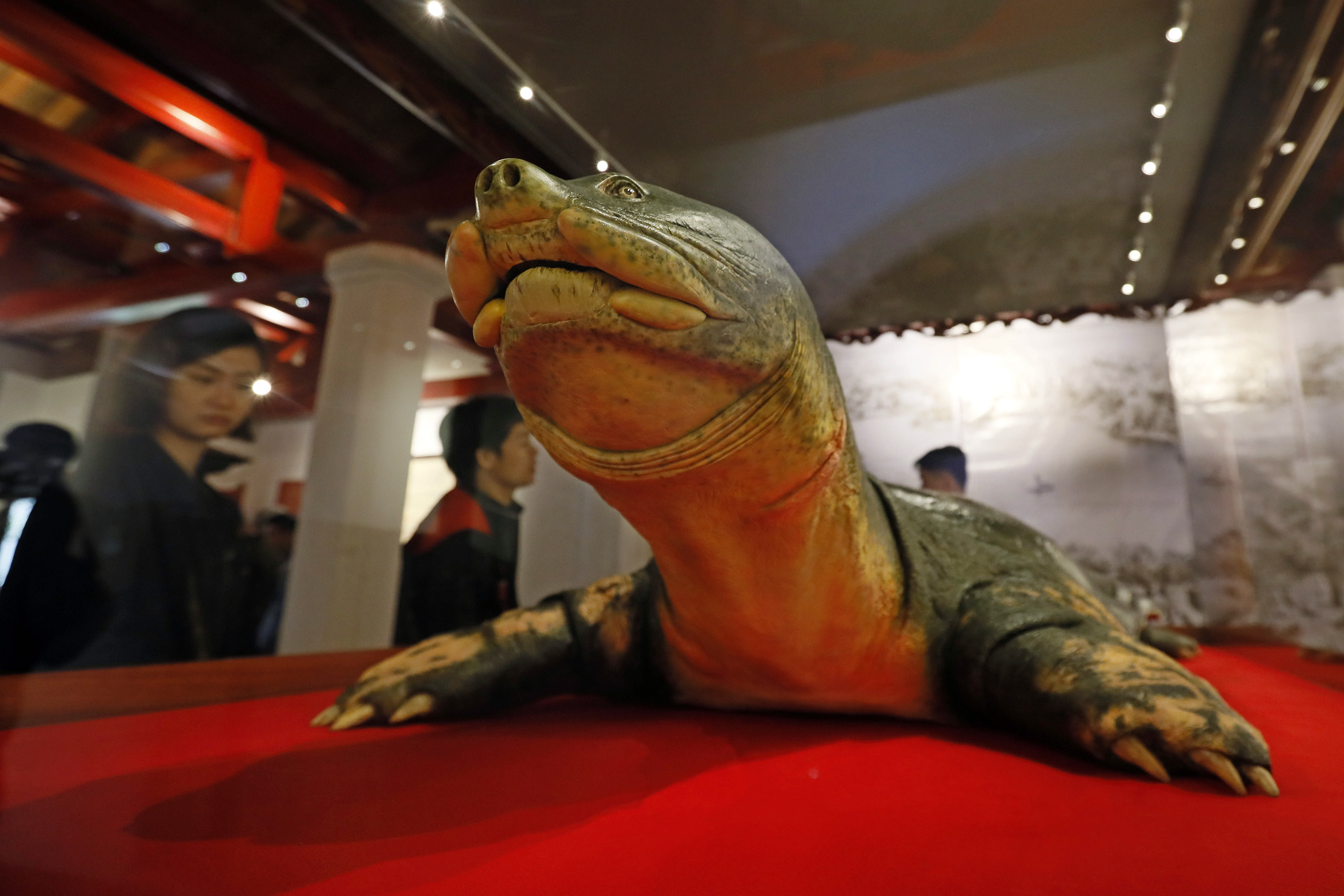 在越南河內的玉山寺，安置了一隻名為「龜祖」（Cu Rua）的塑化標本。（東方IC）