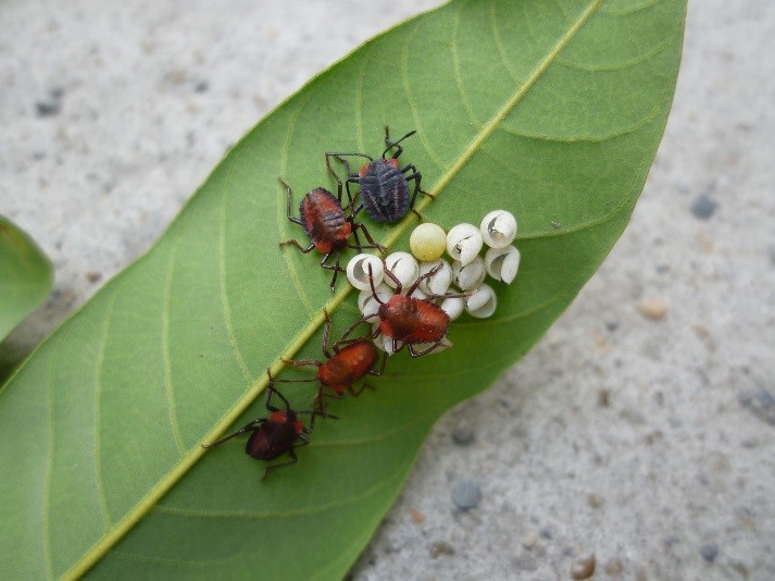 外來種荔枝椿象在台灣防不勝防，在中國卻被視為美食。（防疫局）