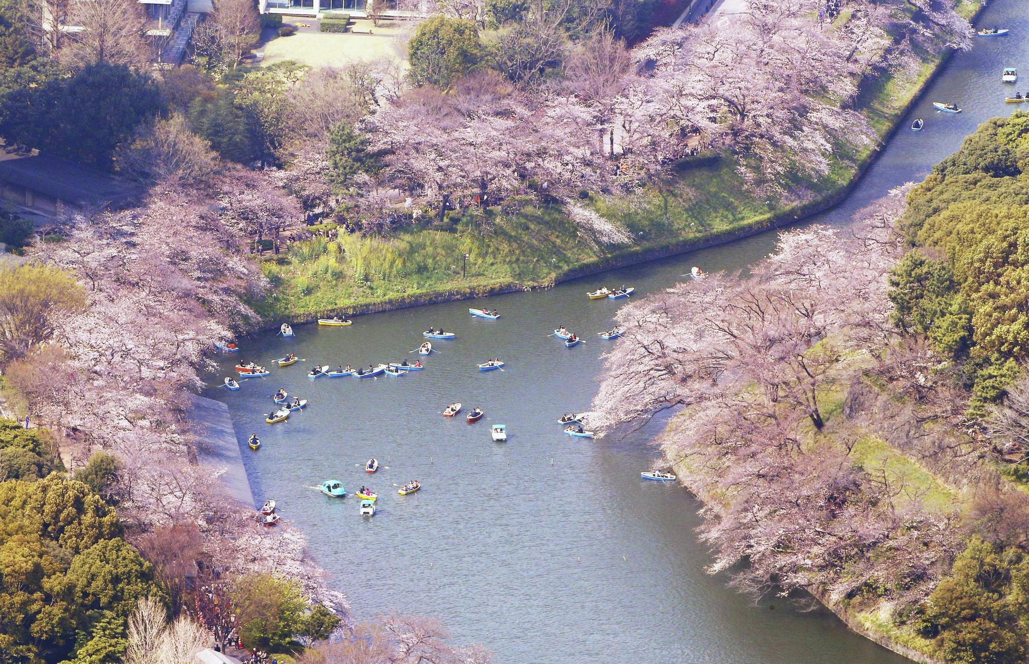 東京櫻花進入全盛期,繁花點綴千鳥之淵,猶如粉色綢帶。(東方IC)