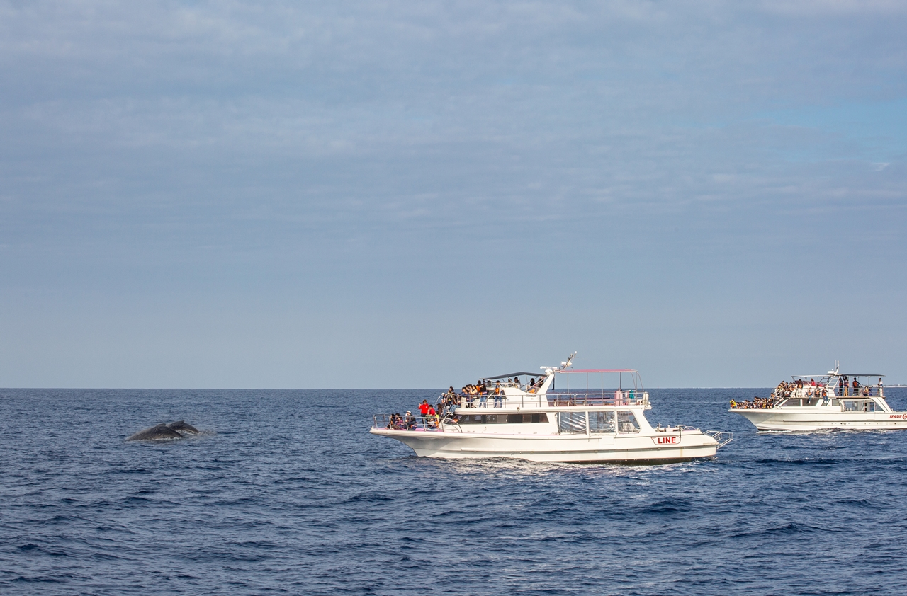沖繩慶良間群島的座頭鯨，在水展現的漫妙舞姿。