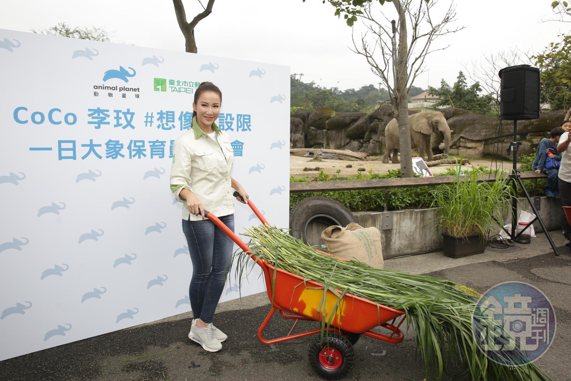 李玟體驗照顧大象,覺得最難的是撿便便。