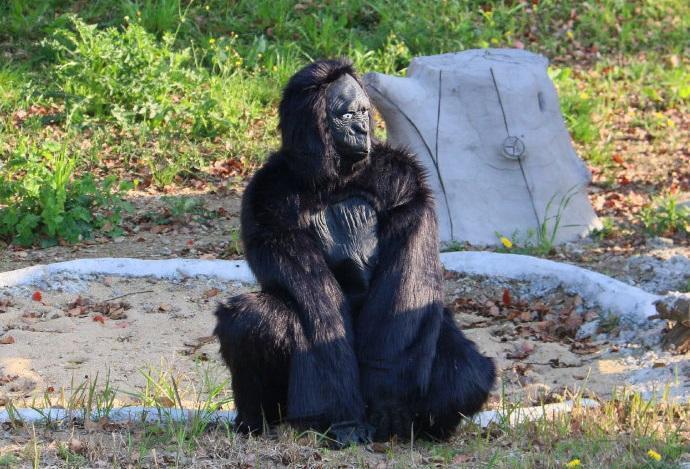 有中國遊客到動物園,卻發現猩猩是人類假扮,氣得大罵:「感覺自己的智商受到了侮辱」。(翻攝自江蘇淹城野生動物世界微博)