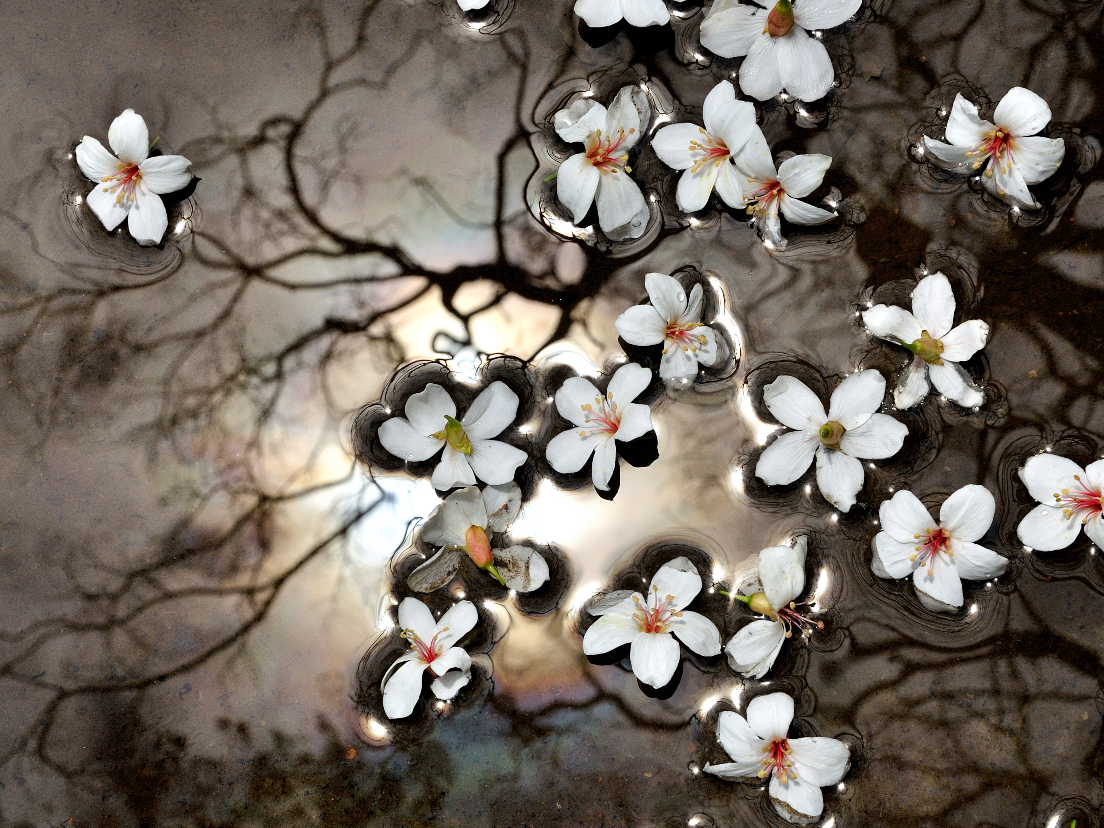 圖片提供：客家委員會