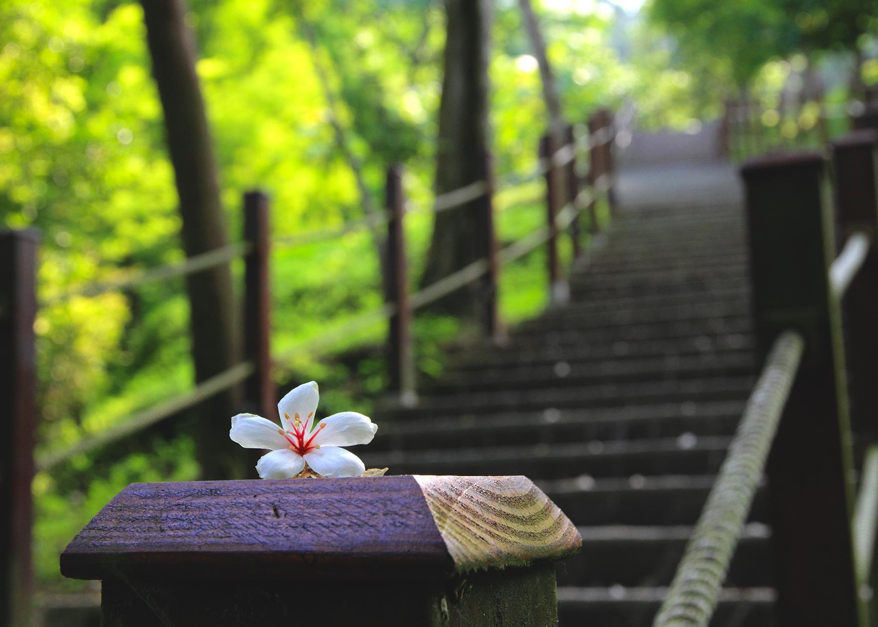 每年4月底前後的桐花季,邀請遊人走入山林小徑感受靜謐。(圖片提供:客家委員會)
