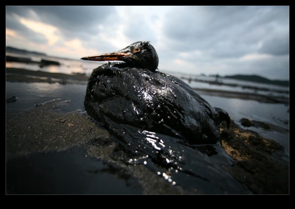 2007年韓國發生史上最嚴重的原油漏油事件，影響大自然生態甚鉅。（翻攝自Daum網站）