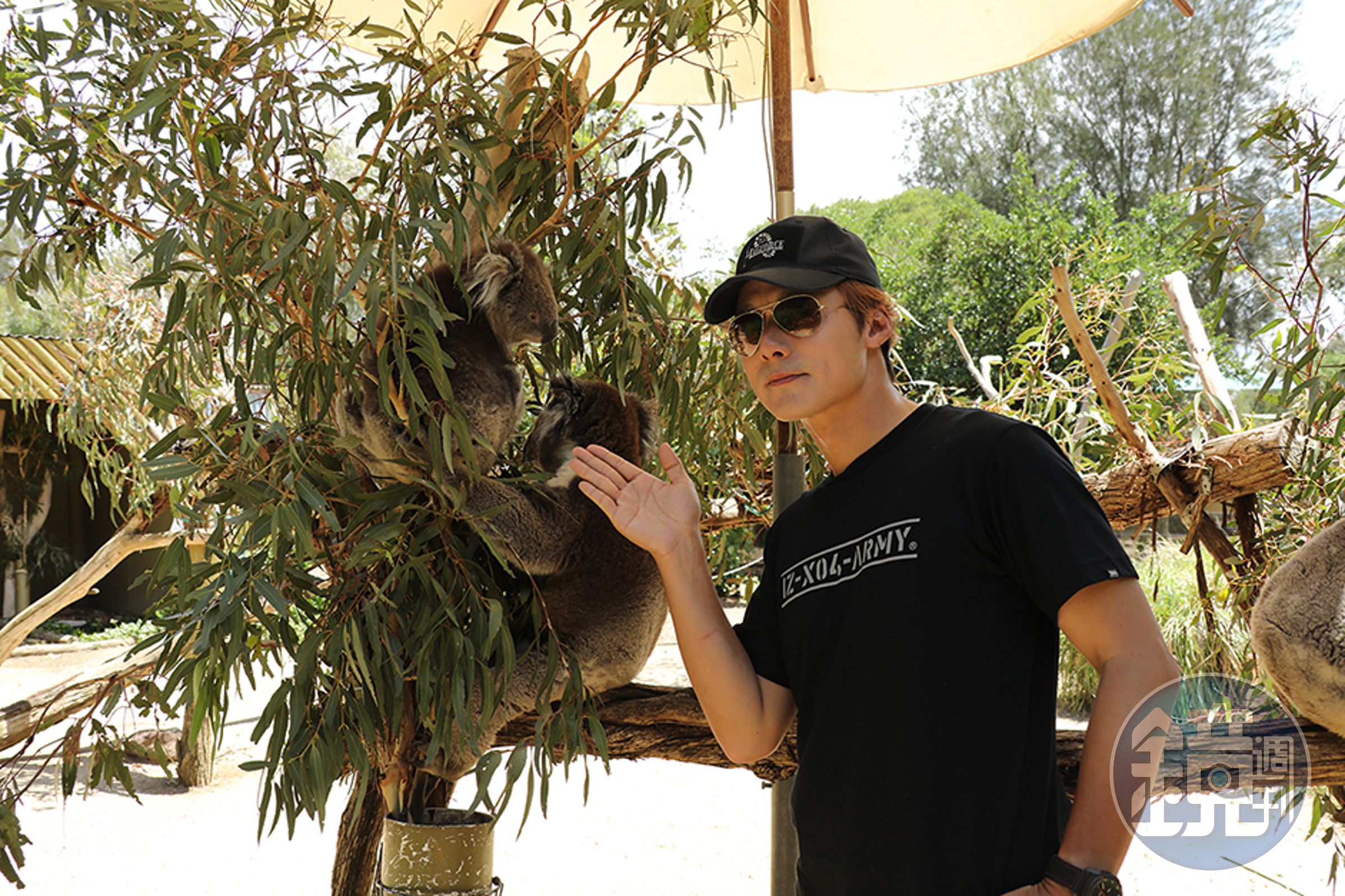 廖科溢在野生動物保護區與無尾熊合影。（亞洲旅遊台提供）
