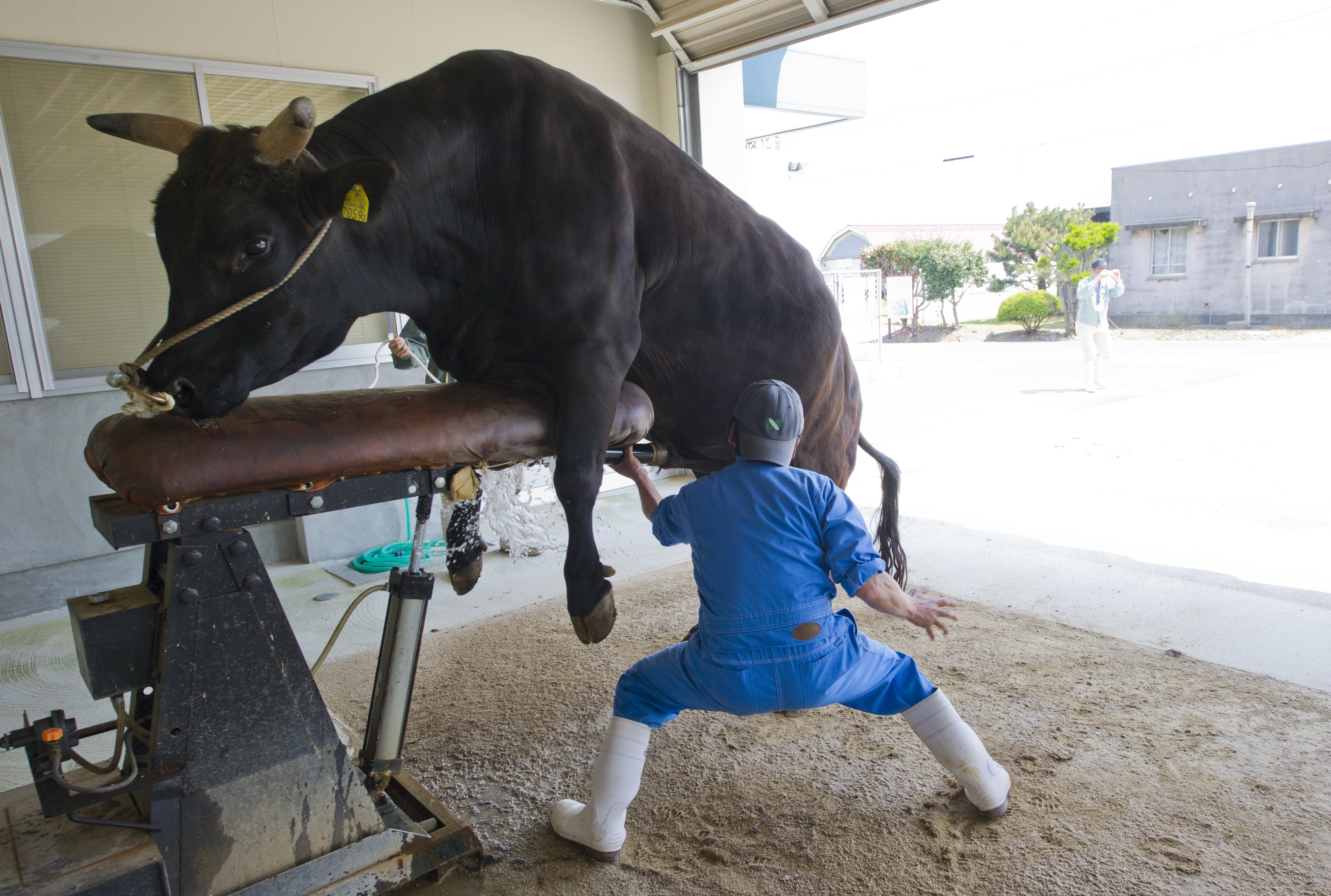 日本發生和牛的精液被夾帶出境到中國，引起日本當局高度緊張。（東方IC）