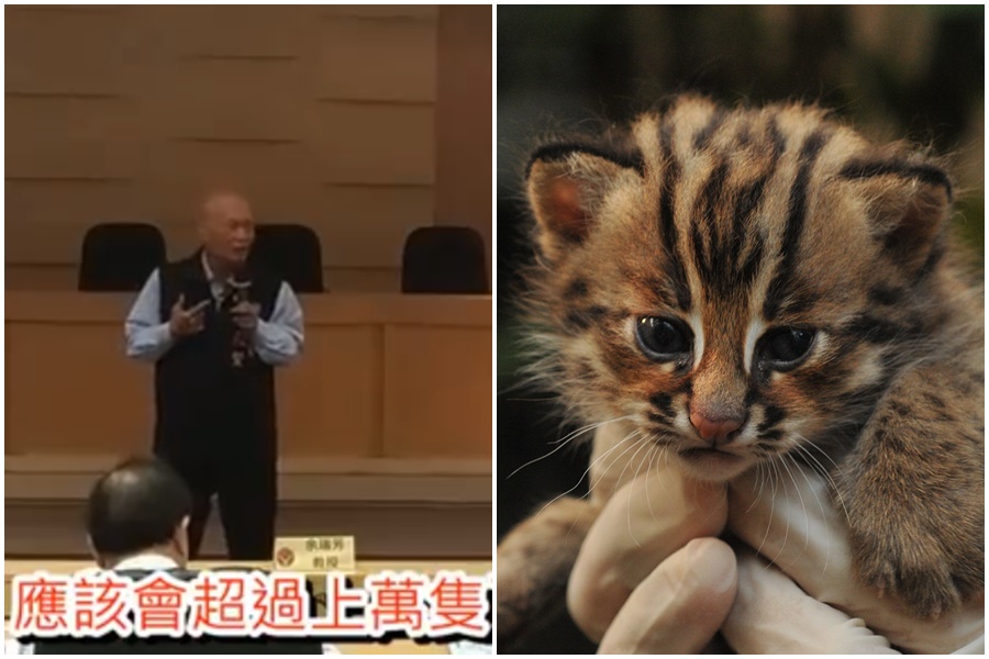 苗栗縣議員韓茂賢在座談會對保育石虎的看法讓不少網友傻眼。（左圖翻攝自臉書粉絲頁「捍衛苗栗青年聯盟」、右圖pixabay）